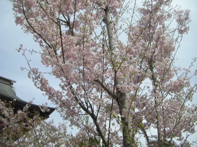 CIMG5390.JPG
