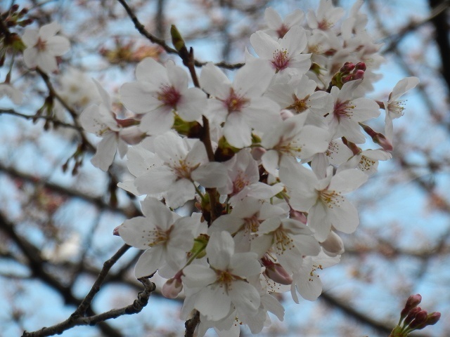 DSCN5755.jpg