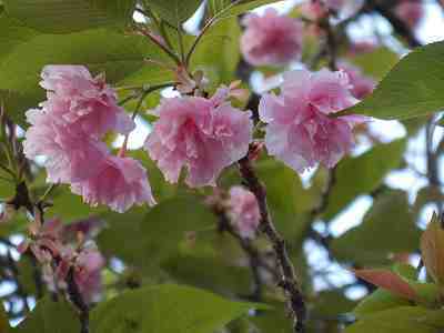 DSCN7104.jpg