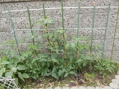 DSCN8675.jpg