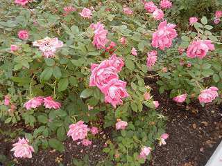 DSCN8809.jpg