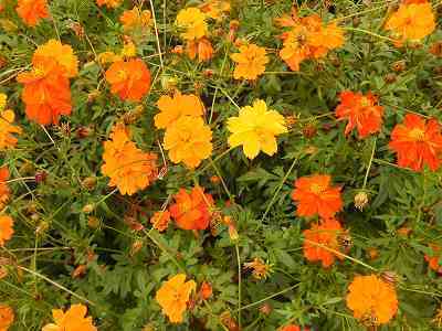 DSCN8885.jpg