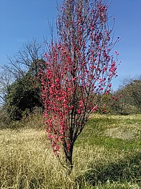 DSC_0035.JPG