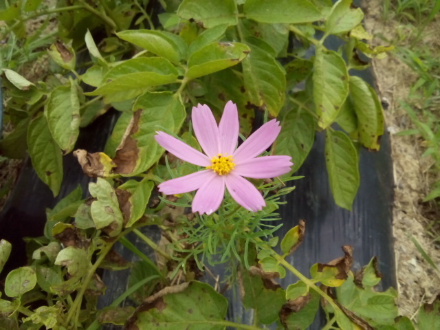 DSC_0612.JPG