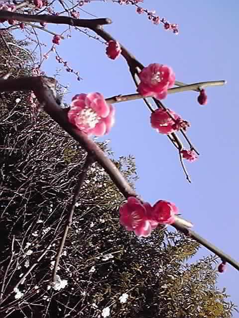梅園3.JPG