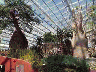 flower.gif